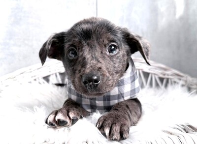 ROCKY möchte gerne bald umziehen…, Dackel-Chihuahua-Mischling Welpen - Rüde