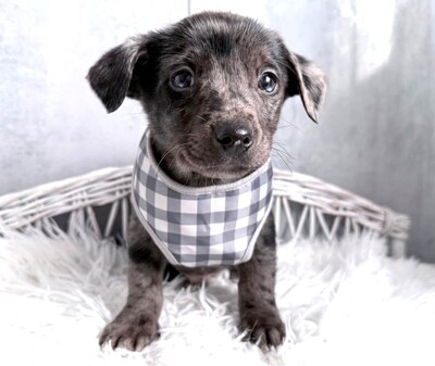 ROCKY möchte gerne bald umziehen…, Dackel-Chihuahua-Mischling Welpen - Rüde