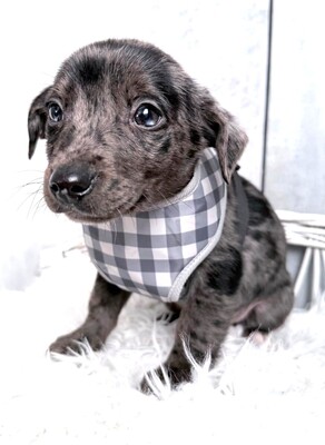 ROCKY möchte gerne bald umziehen…, Dackel-Chihuahua-Mischling Welpen - Rüde