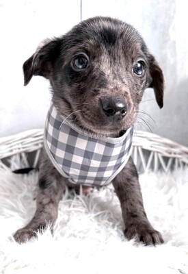 ROCKY möchte gerne bald umziehen…, Dackel-Chihuahua-Mischling Welpen - Rüde