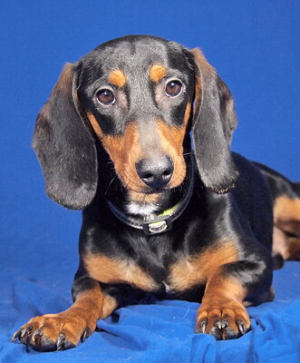 ROMEO - R E S E R V I E R T !!!!! anhänglich und sehr freundlich, neugierig, lebhaft, intelligent, als Zweithund zu einer Hündin