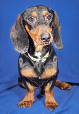 ROMEO - R E S E R V I E R T !!!!! anhänglich und sehr freundlich, neugierig, lebhaft, intelligent, als Zweithund zu einer Hündin, Dackel - Rüde