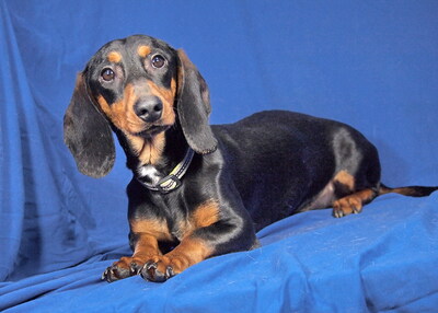 ROMEO - R E S E R V I E R T !!!!! anhänglich und sehr freundlich, neugierig, lebhaft, intelligent, als Zweithund zu einer Hündin, Dackel - Rüde