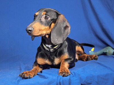 ROMEO - R E S E R V I E R T !!!!! anhänglich und sehr freundlich, neugierig, lebhaft, intelligent, als Zweithund zu einer Hündin, Dackel - Rüde