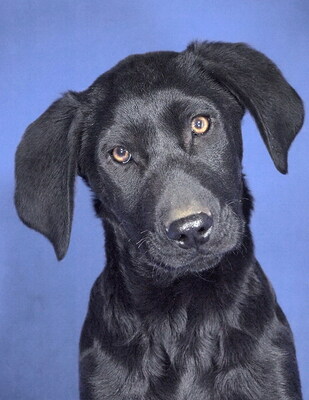 ROMEO - R E S E R V I E R T !!!!! sehr freundlich und verschmust, lebhaft, verspielt, lernfreudig, katzenverträglich, Labrador Retriever Mischling Welpen - Rüde