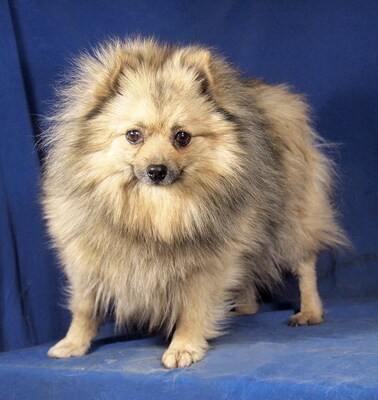 ROMY - sanft und freundlich, verschmust, anhänglich, intelligent, katzenverträglich, Spitz - Hündin