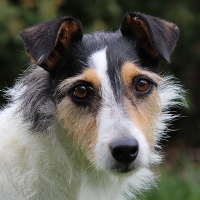 RON - Ubeda, Parson-Russell-Terrier-Mix, kastriert - Rüde