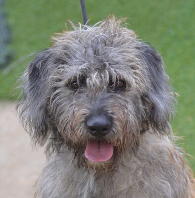 RONJA - Linares, Gos dAtura Mix - kastriert - Hündin