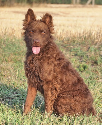 RONNIE - R E S E R V I E R T !!!!! sehr lieb, anhänglich, intelligent, lernwillig, bewegungsfreudig, anfangs ängstlich