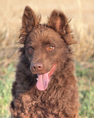 RONNIE - R E S E R V I E R T !!!!! sehr lieb, anhänglich, intelligent, lernwillig, bewegungsfreudig, anfangs ängstlich, Mudi - Rüde