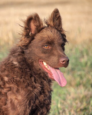 RONNIE - R E S E R V I E R T !!!!! sehr lieb, anhänglich, intelligent, lernwillig, bewegungsfreudig, anfangs ängstlich, Mudi - Rüde