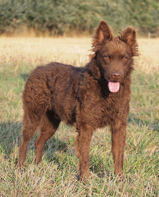 RONNIE - R E S E R V I E R T !!!!! sehr lieb, anhänglich, intelligent, lernwillig, bewegungsfreudig, anfangs ängstlich, Mudi - Rüde