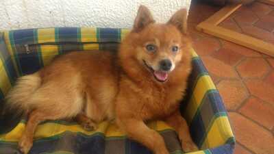 RONY, Zwergspitzmischling - Rüde