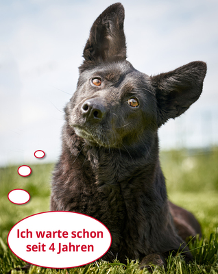 ROSA - R E S E R V I E R T !!!!!!!!!! WIRD SCHON SO LANGE ÜBERSEHEN!!!!! sehr anhänglich, treu, aktiv, sehr intelligent, freundlich, nicht zu Katzen, Mischling (Video auf HP) - Hündin