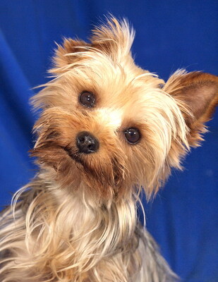 ROSE - R E S E R V I E R T !!!!! lieb und sanft, anhänglich, fröhlich, neugierig, gelehrig, katzenverträglich, anfangs schüchtern, Yorkshire Terrier - Hündin