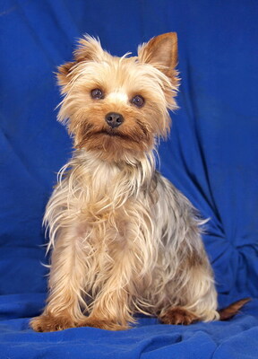 ROSE - lieb und sanft, anhänglich, fröhlich, neugierig, gelehrig, katzenverträglich, anfangs schüchtern, Yorkshire Terrier - Hündin