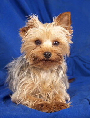 ROSE - lieb und sanft, anhänglich, fröhlich, neugierig, gelehrig, katzenverträglich, anfangs schüchtern, Yorkshire Terrier - Hündin