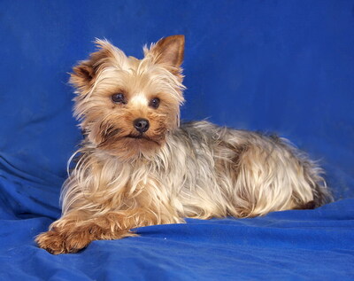 ROSE - lieb und sanft, anhänglich, fröhlich, neugierig, gelehrig, katzenverträglich, anfangs schüchtern, Yorkshire Terrier - Hündin