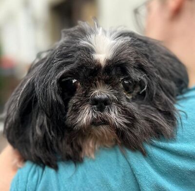 ROSI & PAULA (blind) ROSI - sehr ängstlich, nach Eingewöhnung anhänglich, ruhig PAULA - ängstlich, bindet sich an Bezugsperson, sehr liebenswert, Shi-Tzu (Video auf HP) - Betreuungsplatz OÖ - Hündin