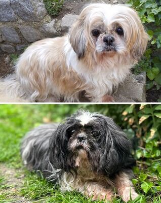 ROSI & PAULA (blind) ROSI - sehr ängstlich, nach Eingewöhnung anhänglich, ruhig PAULA - ängstlich, bindet sich an Bezugsperson, sehr liebenswert, Shih Tzu (Video auf HP) - Betreuungsplatz OÖ - Hündin