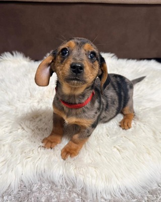 ROSIE - möchte Dein Herz erobern!!