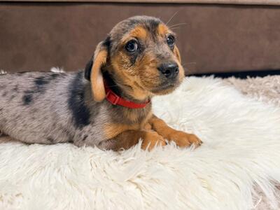 ROSIE - möchte Dein Herz erobern!!, Dackel-Mix - Hündin