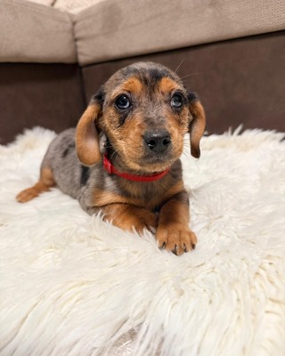 ROSIE - möchte Dein Herz erobern!!, Dackel-Mix - Hündin