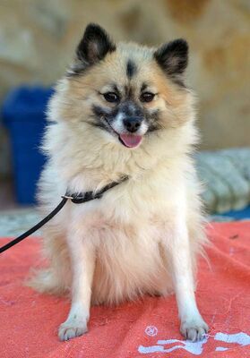 ROSSE - Linares, Mittelspitz - kastriert - Hündin