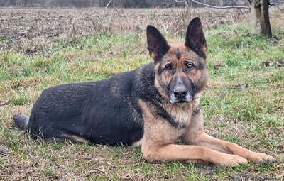 ROXANA - menschenorientiert, treu, anhänglich, bewegungsfreudig, intelligent, als Zweithund zu einem Rüden, Deutscher Schäferhund - Hündin