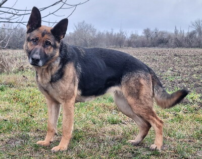 ROXANA - menschenorientiert, treu, anhänglich, bewegungsfreudig, intelligent, als Zweithund zu einem Rüden, Deutscher Schäferhund - Hündin