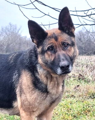 ROXANA - menschenorientiert, treu, anhänglich, bewegungsfreudig, intelligent, als Zweithund zu einem Rüden