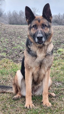 ROXANA - menschenorientiert, treu, anhänglich, bewegungsfreudig, intelligent, als Zweithund zu einem Rüden, Deutscher Schäferhund (Video-Link vorhanden) - Hündin