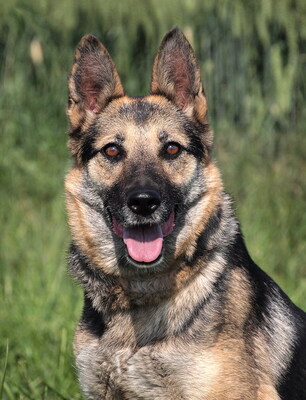 ROXANA - sehr freundlich, treu, anhänglich, bewegungsfreudig, intelligent, als Zweithund nur zu einem mittelgroßen oder großen Rüden, Deutscher Schäferhund - Hündin