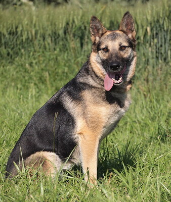 ROXANA - sehr freundlich, treu, anhänglich, bewegungsfreudig, intelligent, als Zweithund nur zu einem mittelgroßen oder großen Rüden, Deutscher Schäferhund - Hündin