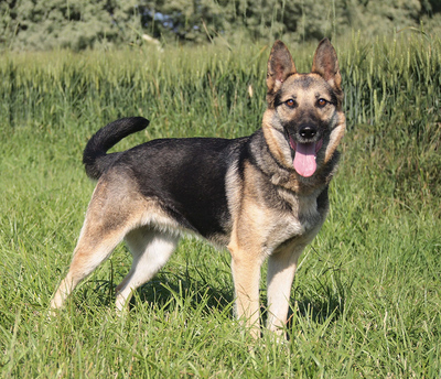 ROXANA - sehr freundlich, treu, anhänglich, bewegungsfreudig, intelligent, als Zweithund nur zu einem mittelgroßen oder großen Rüden, Deutscher Schäferhund - Hündin
