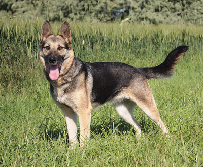 ROXANA - sehr freundlich, treu, anhänglich, bewegungsfreudig, intelligent, als Zweithund nur zu einem mittelgroßen oder großen Rüden, Deutscher Schäferhund - Hündin