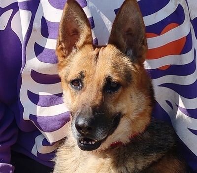 ROXY C59, Deutscher Schäferhund-Mischling - Hündin 1