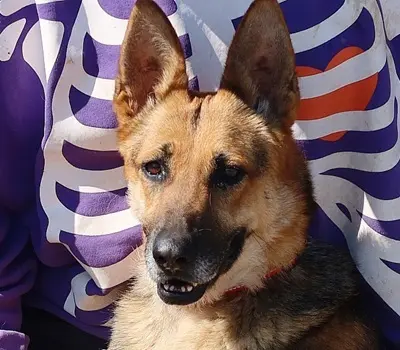 ROXY C59, Deutscher Schäferhund-Mischling - Hündin