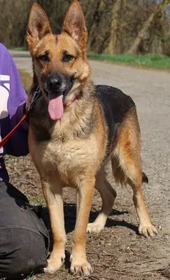 ROXY C59, Deutscher Schäferhund-Mischling - Hündin