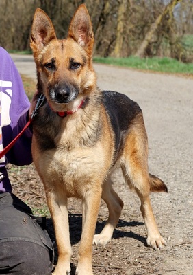 ROXY C59, Deutscher Schäferhund-Mischling - Hündin