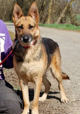 ROXY C59, Deutscher Schäferhund-Mischling - Hündin