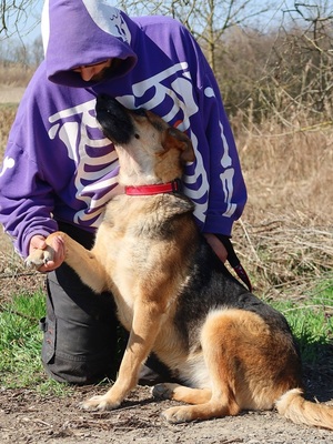 ROXY C59, Deutscher Schäferhund-Mischling - Hündin