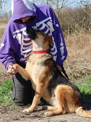 ROXY C59, Deutscher Schäferhund-Mischling - Hündin
