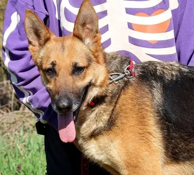 ROXY C59, Deutscher Schäferhund-Mischling - Hündin