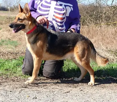 ROXY C59, Deutscher Schäferhund-Mischling - Hündin