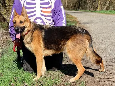 ROXY C59, Deutscher Schäferhund-Mischling - Hündin
