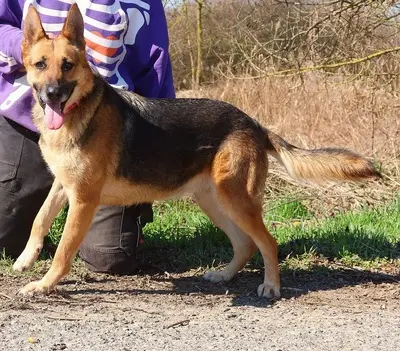 ROXY C59, Deutscher Schäferhund-Mischling - Hündin