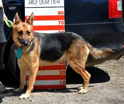 ROXY C59, Deutscher Schäferhund-Mischling - Hündin
