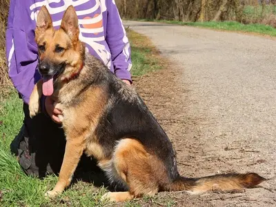 ROXY C59, Deutscher Schäferhund-Mischling - Hündin