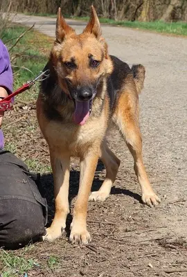 ROXY C59, Deutscher Schäferhund-Mischling - Hündin